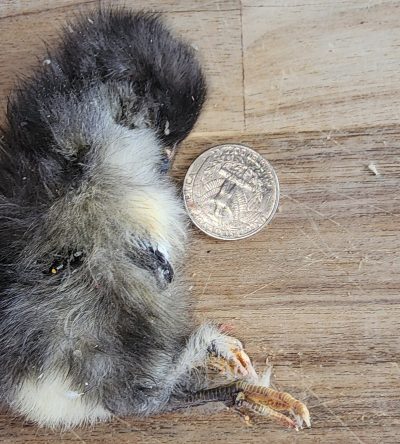 Freeze Dried Chicks - Single