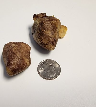 Freeze Dried Turkey Hearts - Whole Heart 10 Count