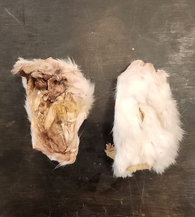 Freeze Dried Rabbit Heads - No Ears