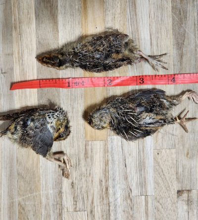 Freeze Dried Quail - Small Single