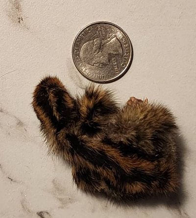 Freeze Dried Quail - Baby Single