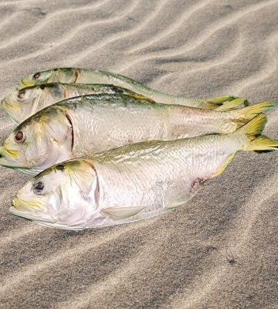 Freeze Dried Menhaden -Medium Single