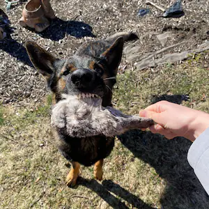 Freeze Dried Rabbit Heads - Jumbo With Ears