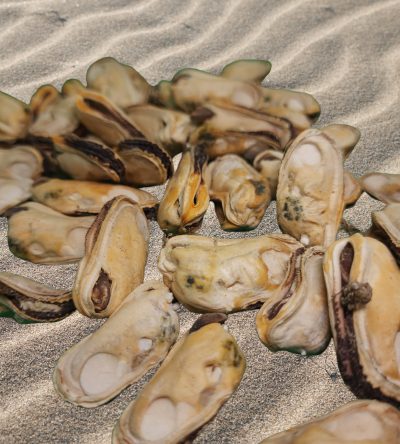 Freeze Dried New Zealand Green Mussel 1oz