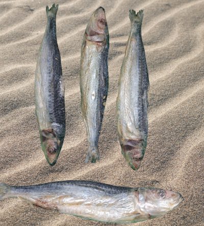 Freeze Dried Sardine