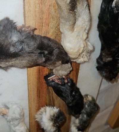 Freeze Dried Rabbit Feet 1lb