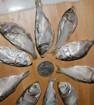 1lb Baby Menhaden
